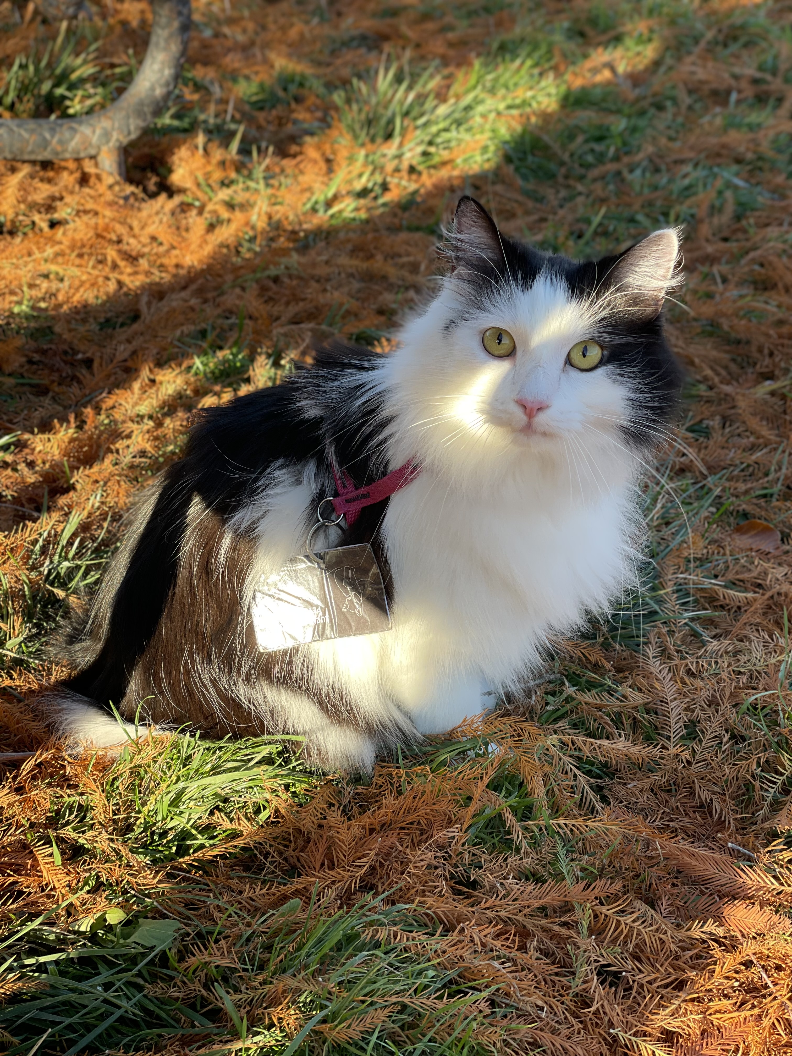 Charlie